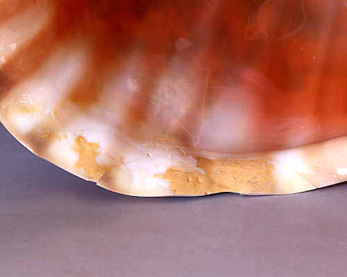 ほら貝 法螺貝 ホラ貝