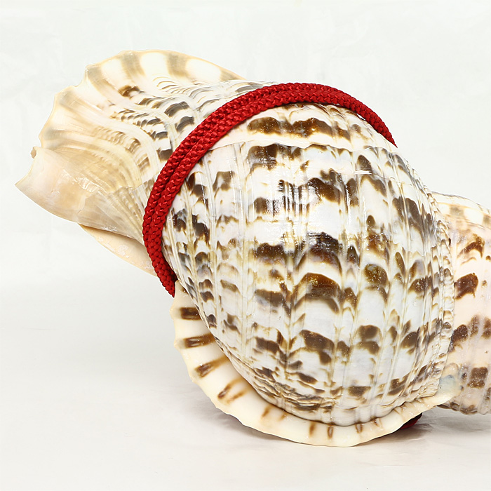 法螺貝（ほら貝） 大型
