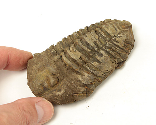 三葉虫 化石